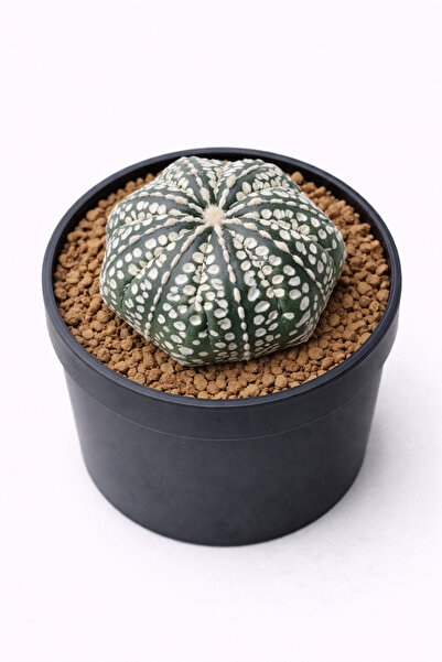 Mialys İthal Kaktüs ‘Astrophytum Asterias Super Kabuto’ Koleksiyonluk Özel Tü...