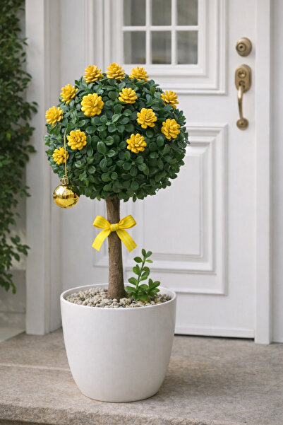 Marrone 50 cm Tree in Front of the Door, Yellow Conifer Model, Door Terrace G...