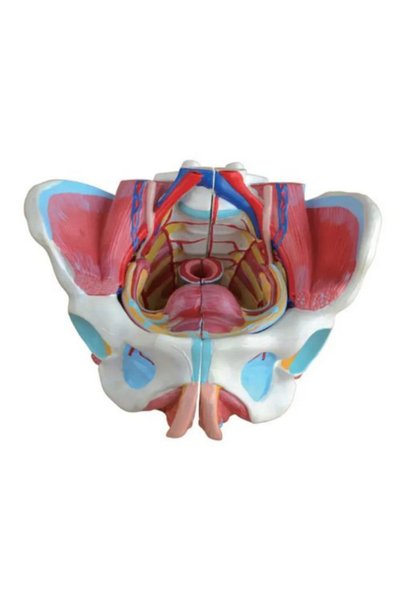 EgeAnatomi Maketleri Kadın Pelvis Modeli - Pelvis Maketi