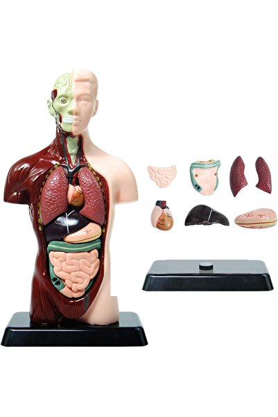 TERRIFI نموذج جسم الإنسان للأطفال، 8 قطع نموذج تشريحي لجذع الإنسان قابل للإزالة