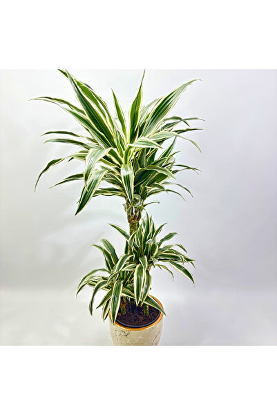 Ernaz Bitki Dünyası Dracaena Fragrans ‘Warneckii’ 2 Gövdeli | 17 cm Saksı | 8...