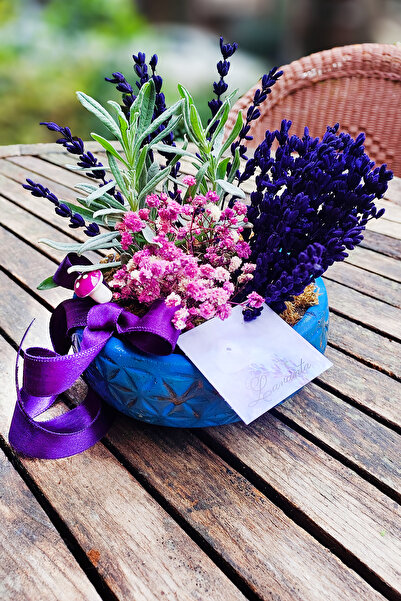 çiçekseli Canlı ve Kuru Lavanta Papatya Desenli Beton Saksıda&Hediye Canlı Çi...