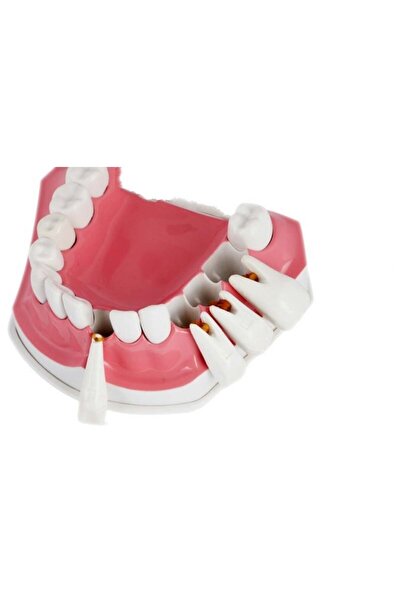 unkown Teeth Model Educational Teaching Model with Brush Blue
