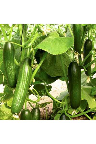 genric بذور الخيار (Cucumis sativus) - 50 بذرة