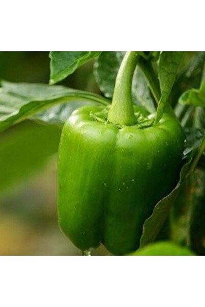 genric بذور الفلفل الأخضر (Capsicum annuum) - 100 بذرة