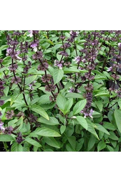 genric بذور الريحان (Ocimum basilicum) - 100 بذرة