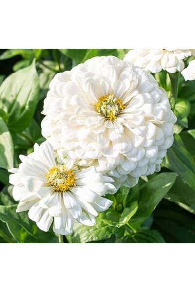 genric بذور الزينية البيضاء (زينيا ايليجانس)