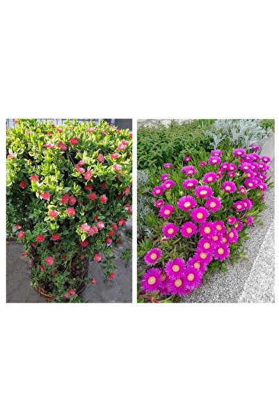 Tunç Botanik 10 ADET YER ÖRTÜCÜ BİTKİ SETİ (5 BUZ ÇİÇEĞİ + 5 KAZ AYAĞI)