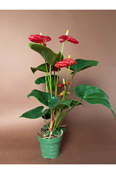 KUK PEYZAJ Büyük Boy Kırmızı Antoryum (Anthurium andraeanum) – 50 cm – Dik Fo...