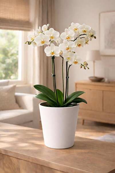 Art-ı Prime Dizayn Orkide Saksısı Sonsuz Renk