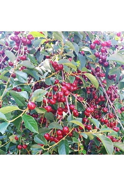 AFYONDOĞAPEYZAJ TÜPLÜ 3 YAŞ AŞILI SERTİFİKALI AFYON VİŞNE FİDANI