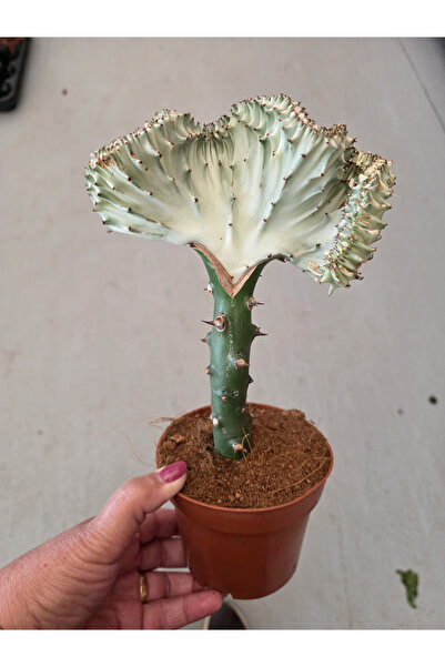 Ernaz Bitki Dünyası Euphorbia Lactea Cristata (Mercan Kaktüs)