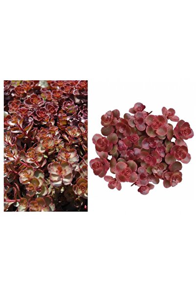 Tunç Botanik KIRMIZI SEDUM 5 ADET - YER ÖRTÜCÜ ÇOK YILLIK BİTKİ