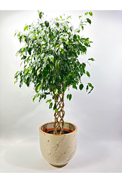 Ernaz Bitki Dünyası Ficus Benjamin Danielle Yeşil Yapraklı | Kafes Örgülü | 1...