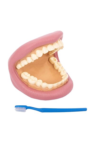 TickiT Model dentar demonstrativ, Tickit, copii varsta 3+ ani