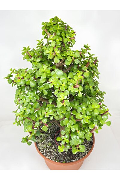 Bitkim Sende Para Çiçeği Yeşim (15-30cm) (Portulacaria afra) 1 Adet Yenilebil...