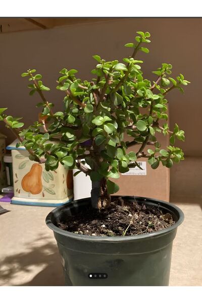 Bitkim Sende Portulacaria afra Para Yeşim İç Mekan Salon Bitkisi (20-30cm)