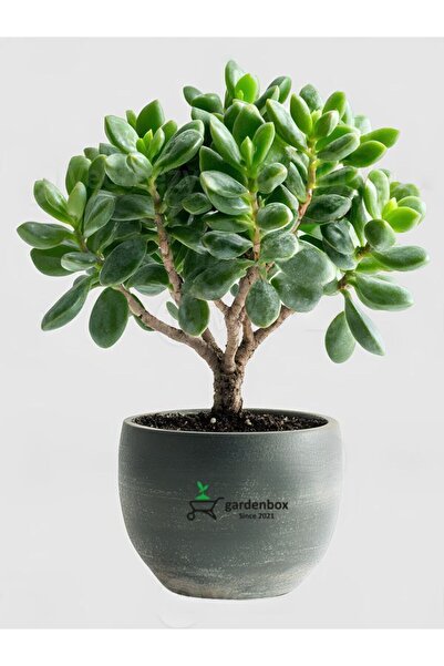 Bitkim Sende Para Ağacı Çiçeği Crassula Ovata Dayanıklı Canlı Bitki 15–25 cm ...