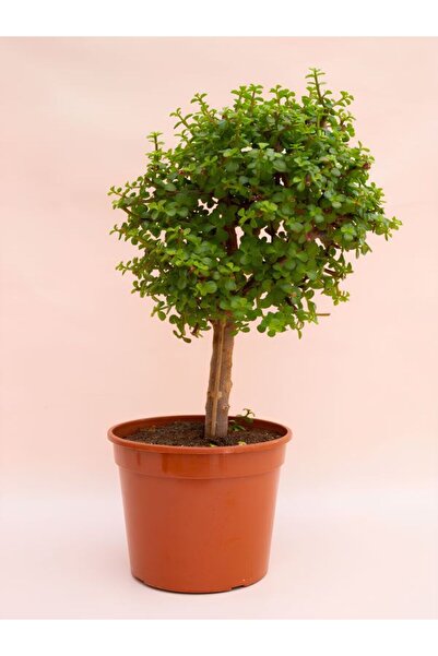 Gardenbox Saksılı Yeşim Para Çiçeği Bonsai Yapımına Uygun (15-30cm) Ofis Çiçeği