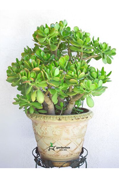 Gardenbox Yeşim Bitkisi (Crassula Ovata) Saksıda Canlı 15–25 cm Hediyelik Çiçek