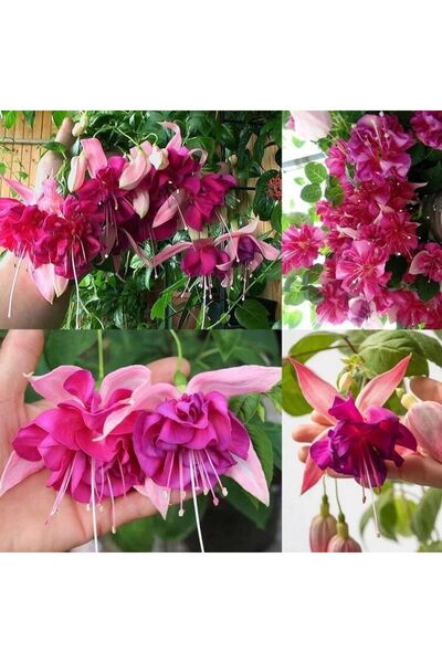 Bilgarden XXL Dev Çeçekli Bella Rosella Küpe Çiçeği Fidesi(1 Adet)