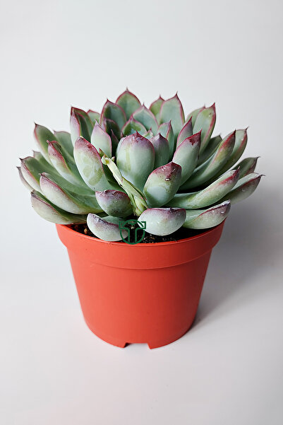Toptan Kaktüs Echeveria Chihuahuaensis – Koleksiyonluk Sukulent –8.5 cm Saksıda