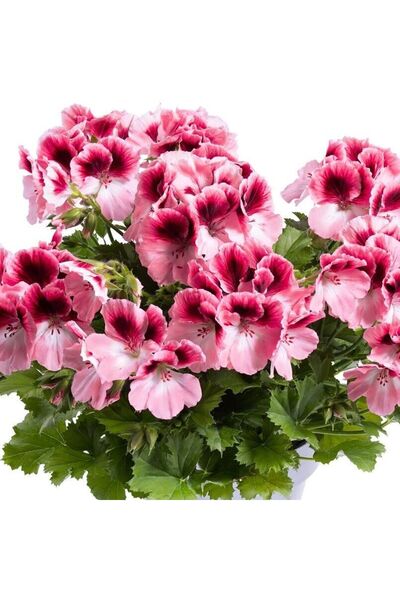 Bilgarden Sınırlı Stok Nadir Renkler Aristo Romance Sardunya Canan Çiçeği Fid...