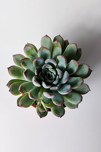 Toptan Kaktüs Echeveria Chihuahuaensis – Koleksiyonluk Sukulent –8.5 cm Saksıda