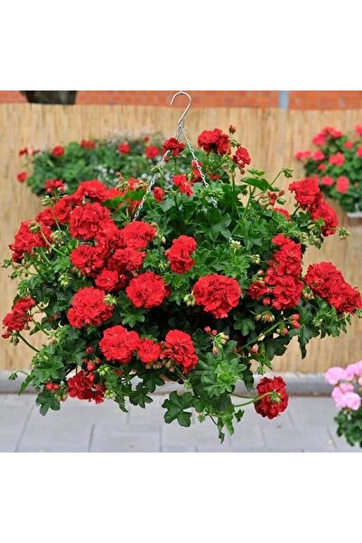 Bilgarden Nadir Bitki Katmerli Sarkan Grandeur İvy Arctic Burgundy Sakız Sard...