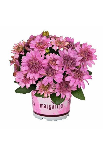 Bilgarden Nadide Renkler Katmerli Erato Double Pink Bodrum Papatyası Çiçeği F...