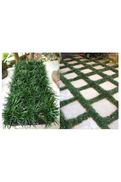 Tunç Botanik OSMANLI ÇİMİ 40 ADET - YER ÖRTÜCÜ BİTKİ 'Ophiopogon Japonicus'