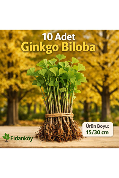 FİDANKÖY Ginko biloba, Mabed ağacı, Fil kulağı 10 adet çıplak köklü fidan nad...