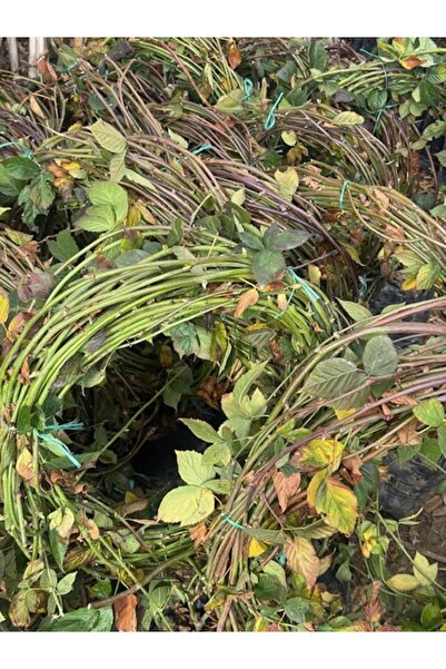 ASES TÜPLÜ MEYVE VEREN DİKENSİZ JUMBO BÖĞÜRTLEN FİDANI BOY 7/8 M