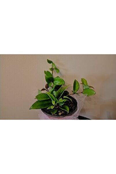 avşar çiçekçilik Mum Çiçeği Hoya Cornosa 25Cm Fidan