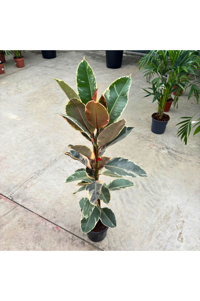 Ernaz Bitki Dünyası Ficus Elastica ‘Ruby’ – Renkli Yapraklı Kauçuk Bitkisi | ...