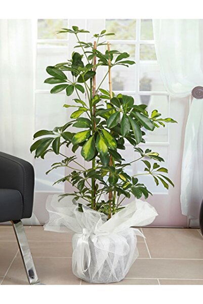 Mersu Flower Art ŞEFLERA ÇİÇEĞİ 2Lİ XL DEVBOY