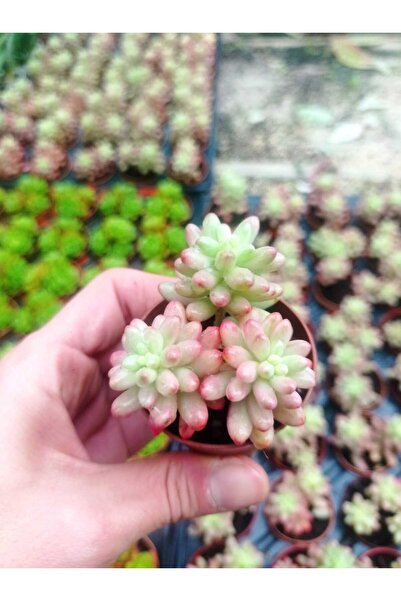 cantropikal Sedum Rubrotinctum Cv Aurora, Sukulent