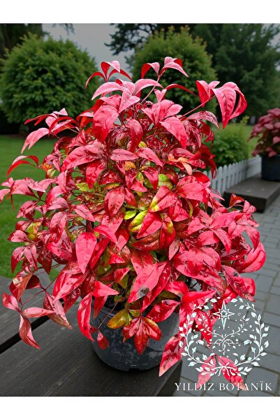YILDIZ BOTANİK Bodur Renk Değiştiren Cennet Bambusu Nandina Fire Power 30-40 CM