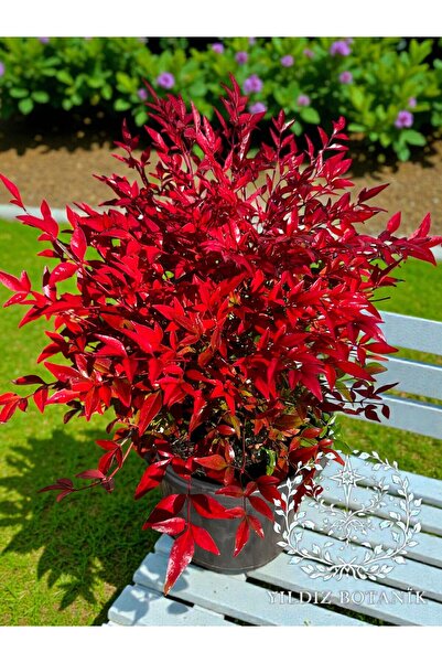 YILDIZ BOTANİK Nandina Seika Renk Değiştiren Cennet Bambusu Nandina Obsession...