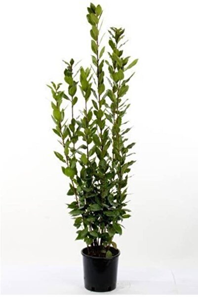 ADA TARIM Kurtbağrı (ligustrum) Fidanı 10-20 cm