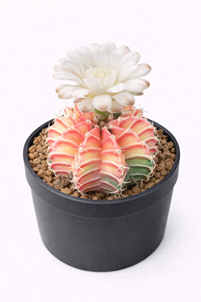 Mialys İthal Renkli Çiçek Açan Kaktüs Gymnocalycium Mihanovichii Variegated L...