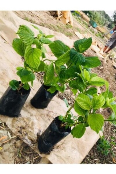 Mimoza Kuğu Beyaz Ortanca Çiçeği Fidanı 15-25 cm