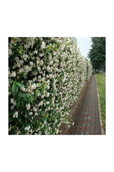 Mimoza Üretim Saksılı Arap Yasemini Fidanı 10-20 cm