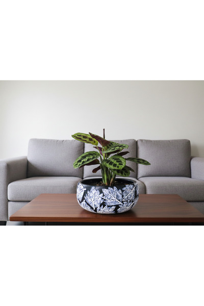 Gold Garden Beton Saksı Sukulent Bonzai Aranjman Teraryum 21x10cm(Bitkiler Ha...