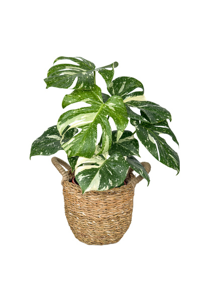 Fidanburada Deve Tabanı (Monstera Deliciosa Albino Variegata) Hasır Saksılı