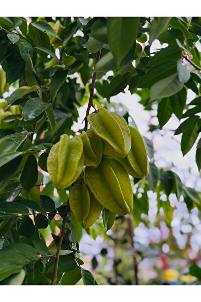 Tropik Dükkanım Yıldız Meyvesi,Karambola,Star Fruit Taze Dalından(1Adet)