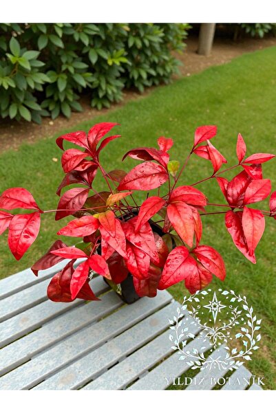 YILDIZ BOTANİK Renk Değiştiren Bodur Cennet Bambusu Çiçeği Nandina Fire Power...