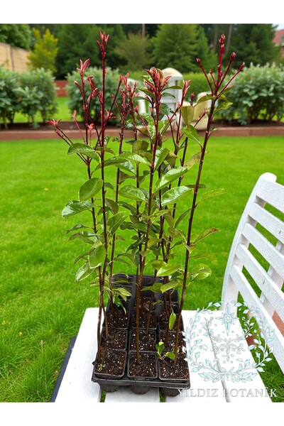 YILDIZ BOTANİK 10 Adet Alev Ağacı Fidanı Çit Bitkisi Photinia Red Robin 70-80 CM