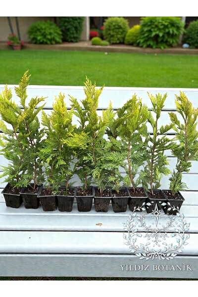 YILDIZ BOTANİK 10 Adet Goldrider Çam Ağacı Çit Bitkisi Altuni Leylandi Fidanı...