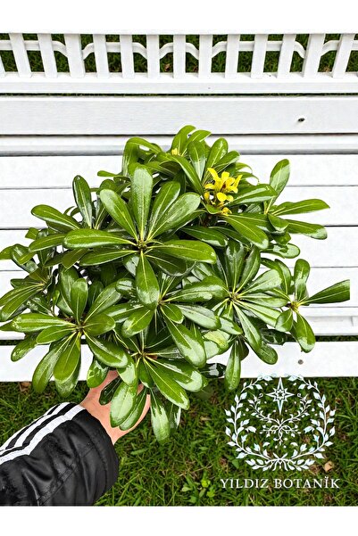 YILDIZ BOTANİK Bodur Pitos Yıldız Çalısı Bitkisi Pittosporum Tobira Nana Çiçe...